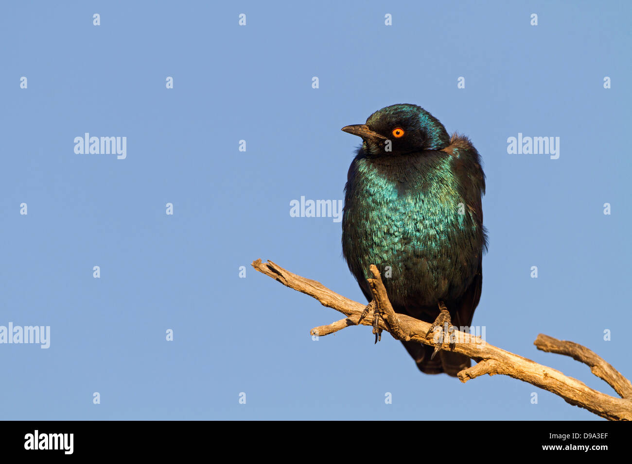 Red-shouldered Glossy Starling, Red-shouldered Glossy-Starling, Lamprotornis nitens, Rotschulter-Glanzstar Stock Photo