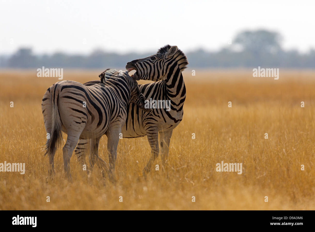 plains zebra, common zebra, Burchell's zebra, Equus quagga, plains