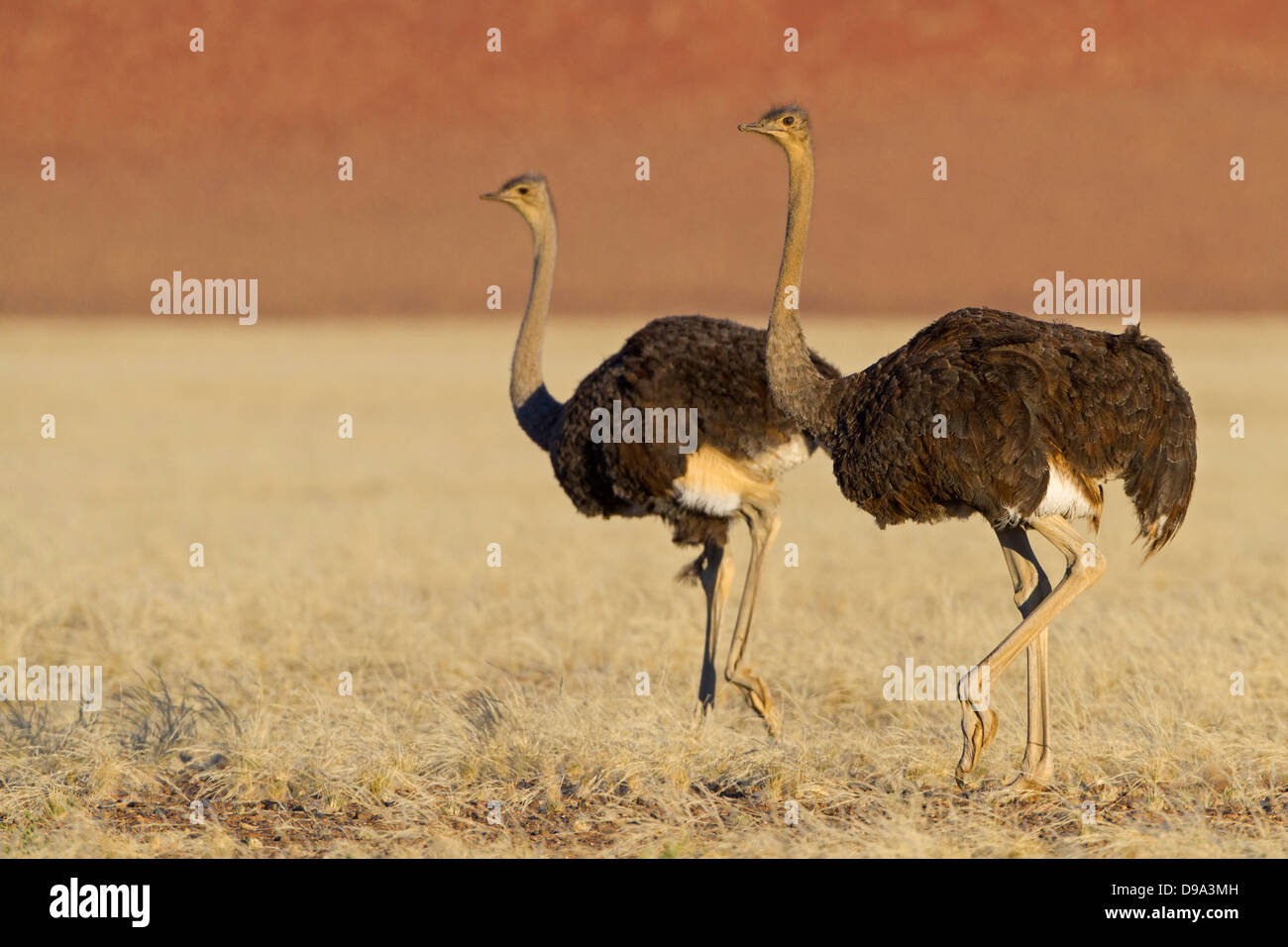 Strauß, Ostrich, Struthio camelus Stock Photo