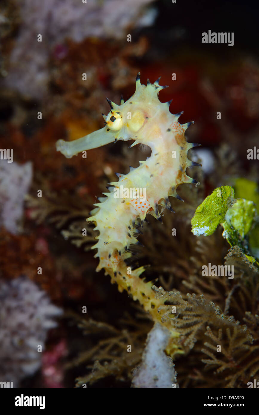 Juvenile seahorse hires stock photography and images Alamy