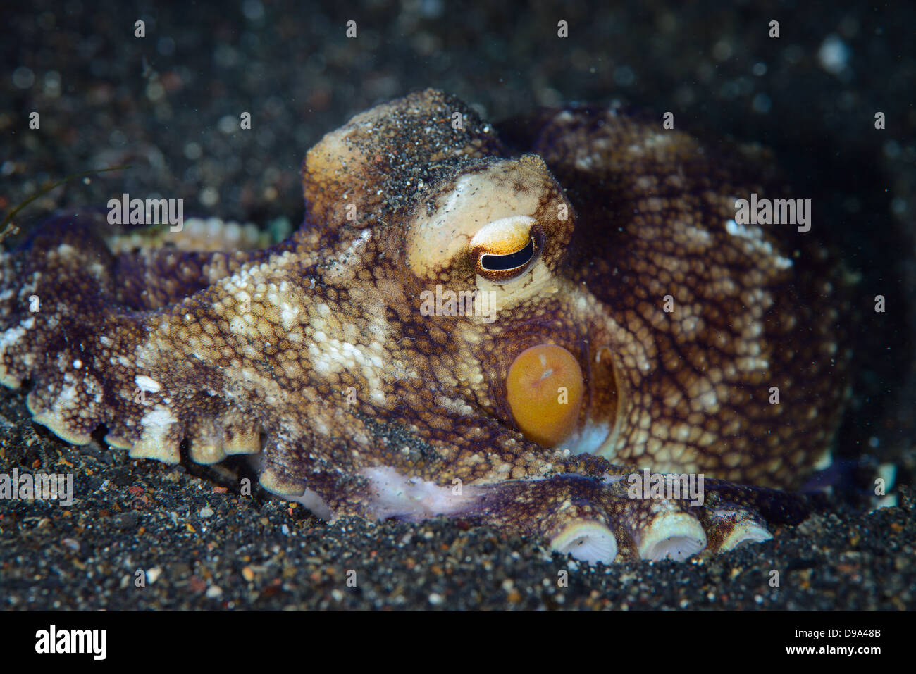 This Coconut octopus (Amphioctopus marginatus) was walking on the send using its tentacles. picture taken in Lembeh Strait. Stock Photo