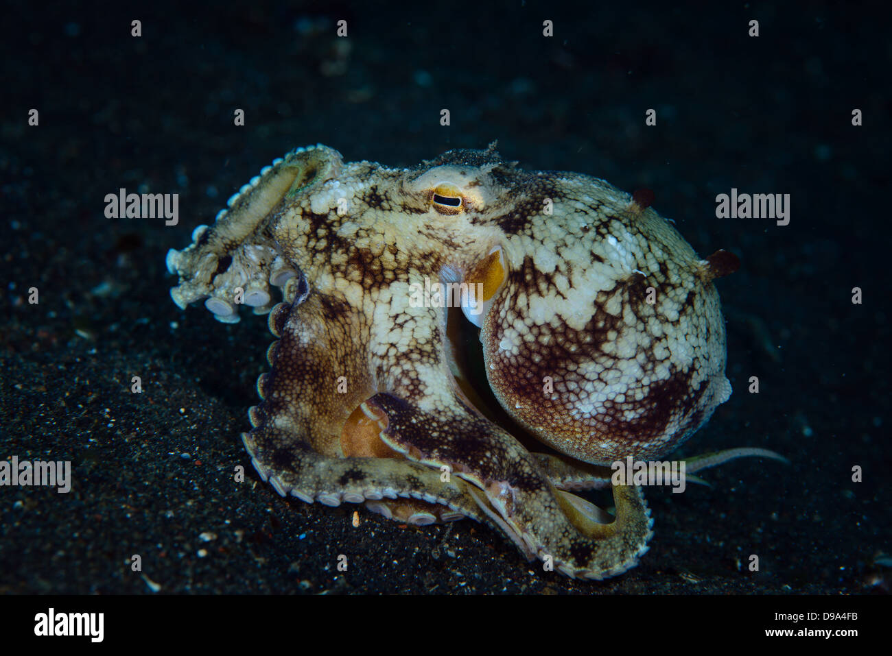 This Coconut octopus (Amphioctopus marginatus) was walking on the send using its tentacles. picture taken in Lembeh Strait. Stock Photo
