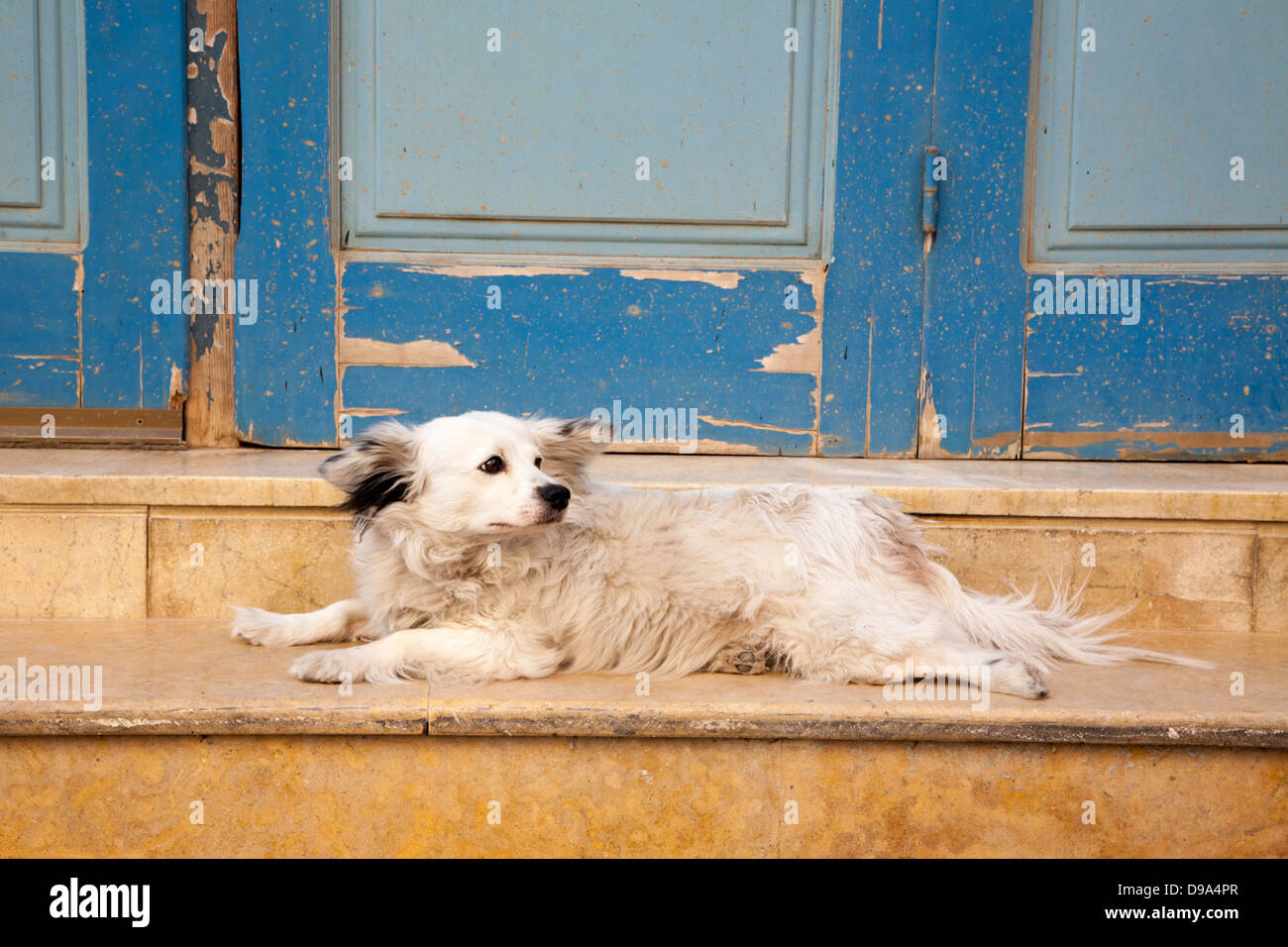 Cute white pet dog lying on the threshold of a home in old town Chania Stock Photo