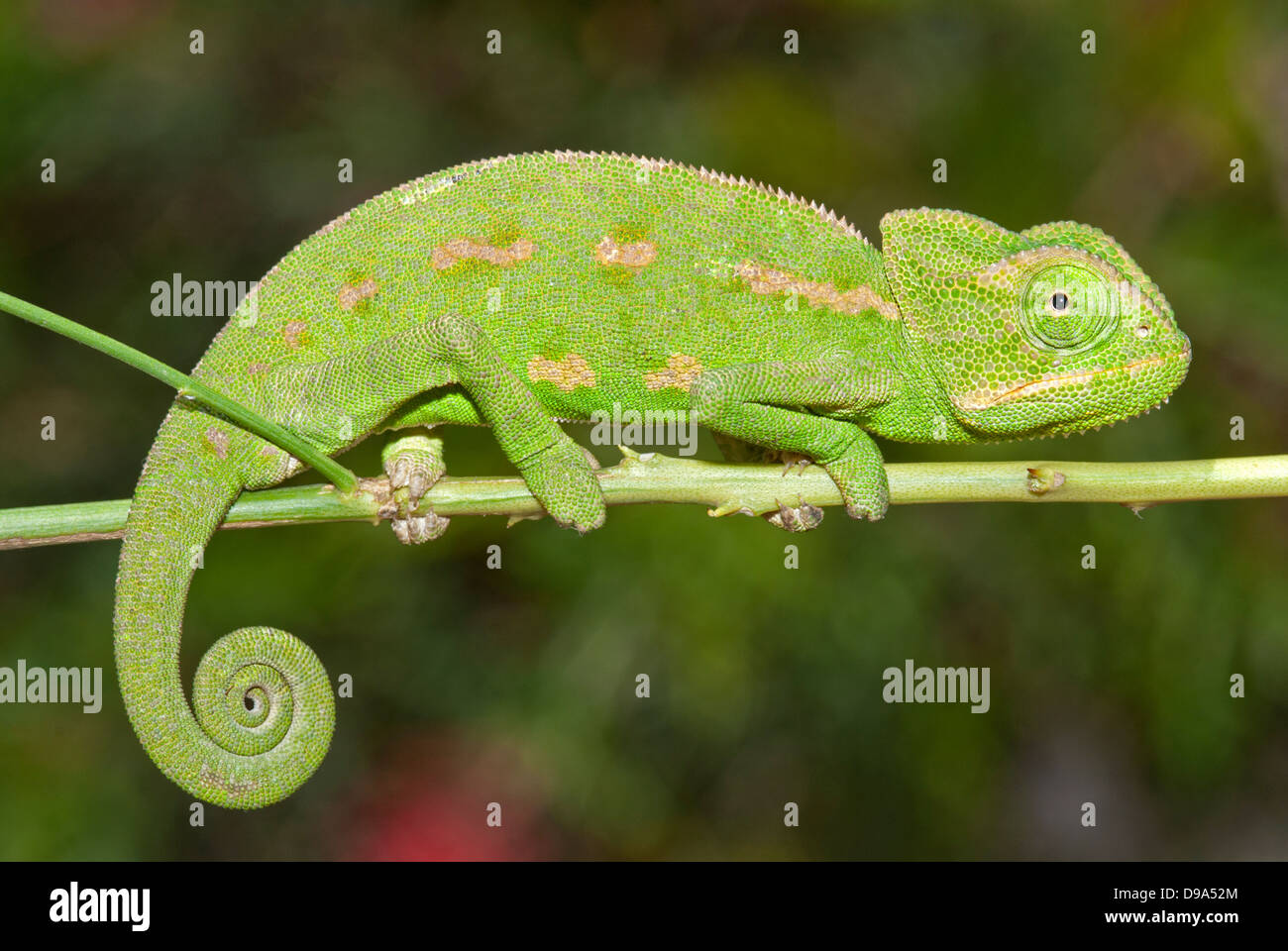 Chameleon on branch Stock Photo
