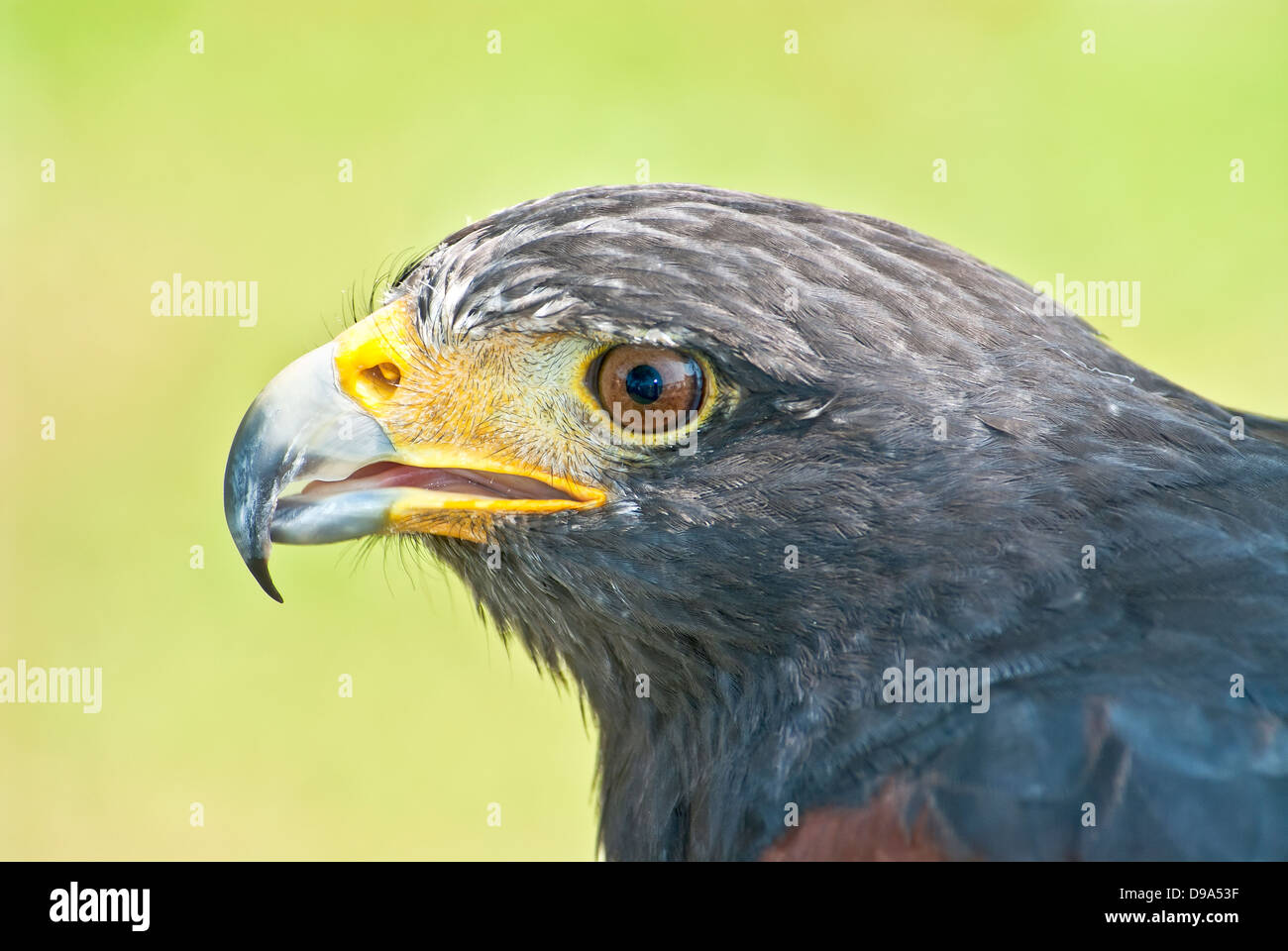 Harris Hawk Portrait Stock Photo - Alamy