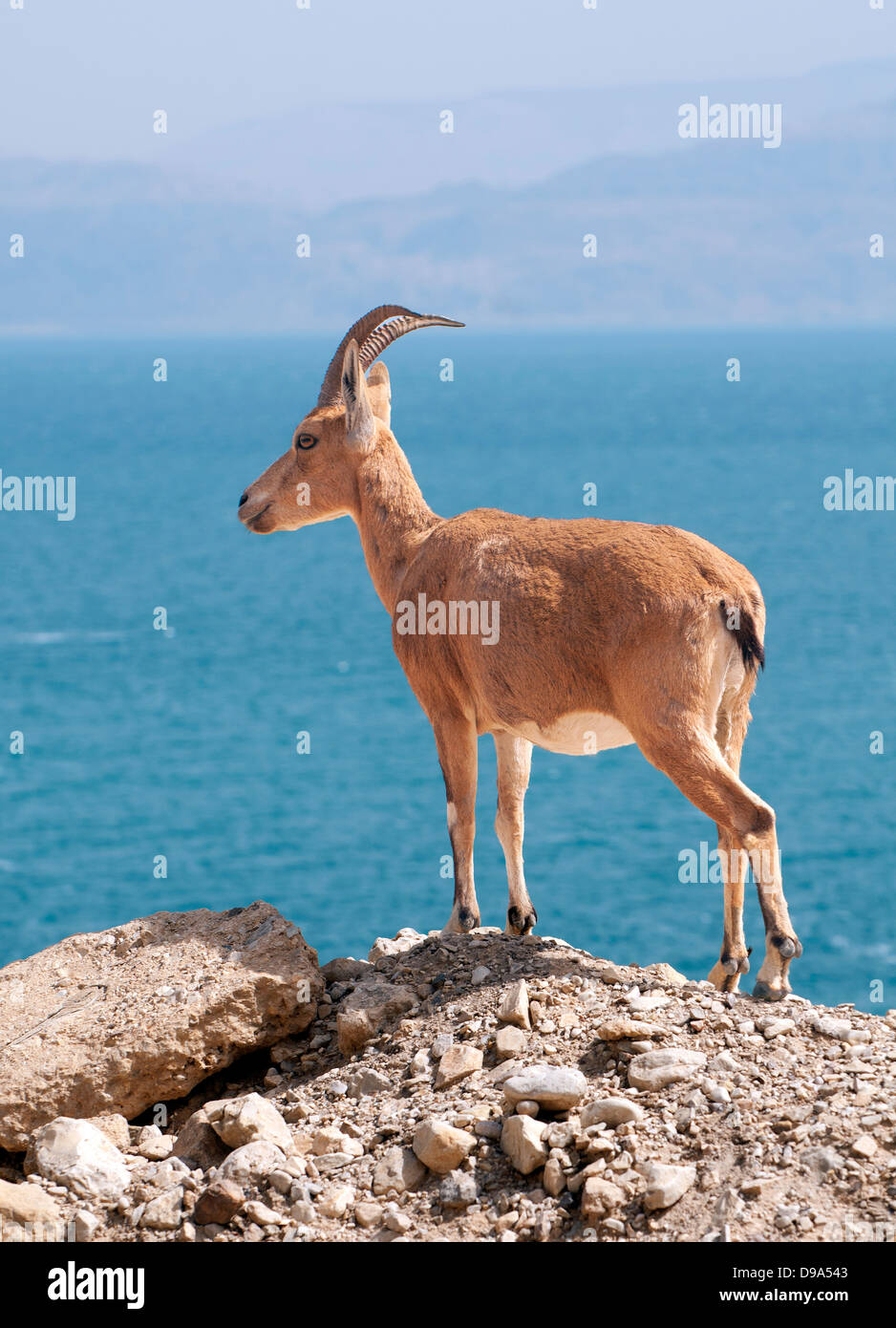 Young male ibex, look over the Dead sea, Israel Stock Photo