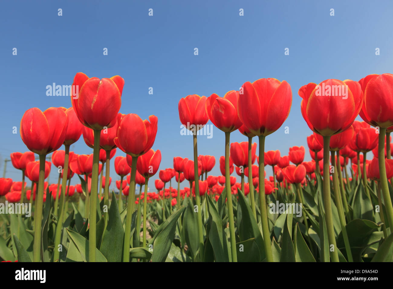 Close up of red tulips with green leaves and stems against a bright blue sky Stock Photo