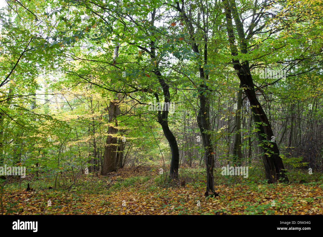 Deciduous forest,  Nationalpark Hainich Stock Photo