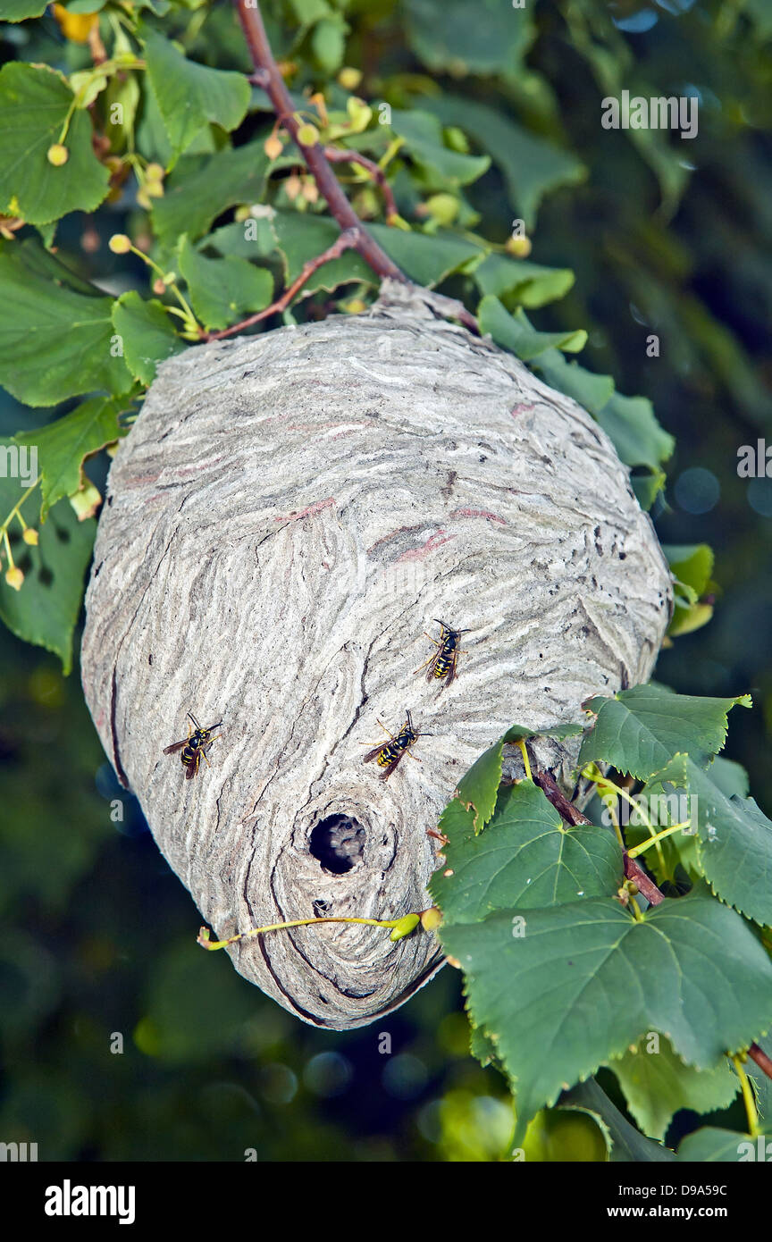 Yellowjacket, Wasp nest Stock Photo Alamy