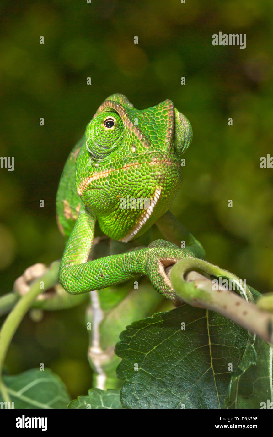Chameleon in frontal view Stock Photo