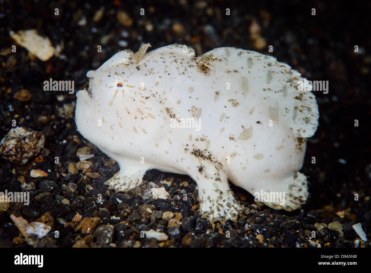 Juvenile White Striated frogfish (Antennarius striatus) on a black sand bottom in the Lembeh Strait, Indonesia Stock Photo