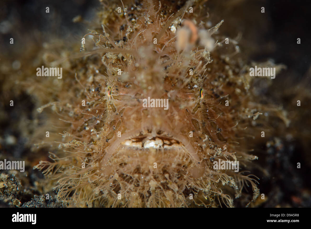 The portrait of a hairy frogfish also known as striated frogfish. Picture taken in the Lembeh Strait, North Sulawesi Stock Photo