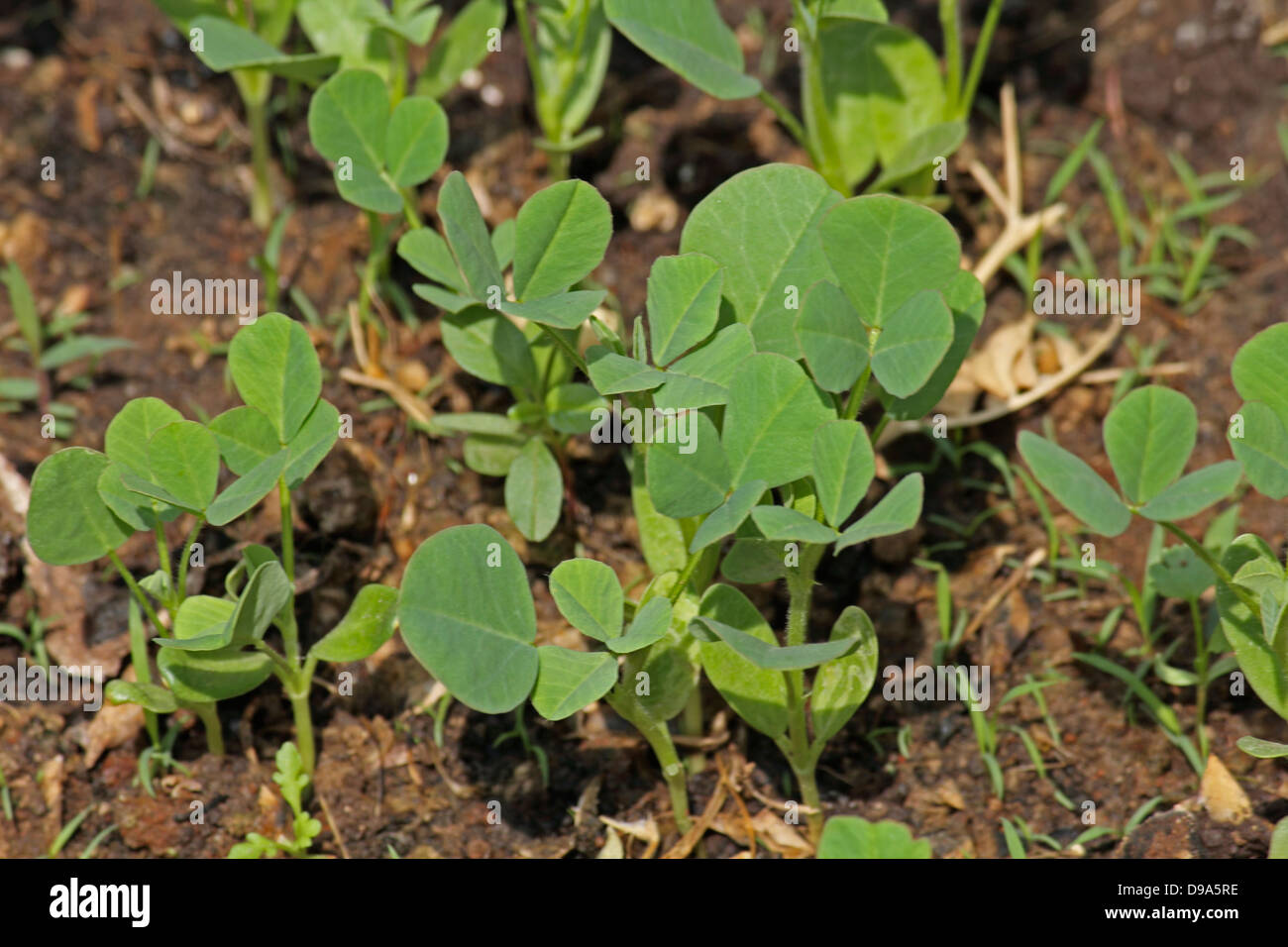 Plants of Fenugreek Foenum-graecum Stock Photo
