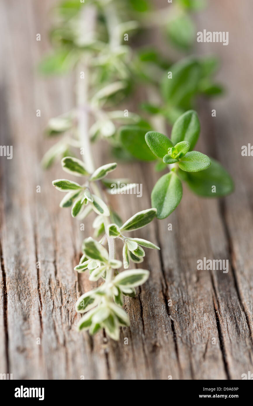 Thymus vulgaris Stock Photo