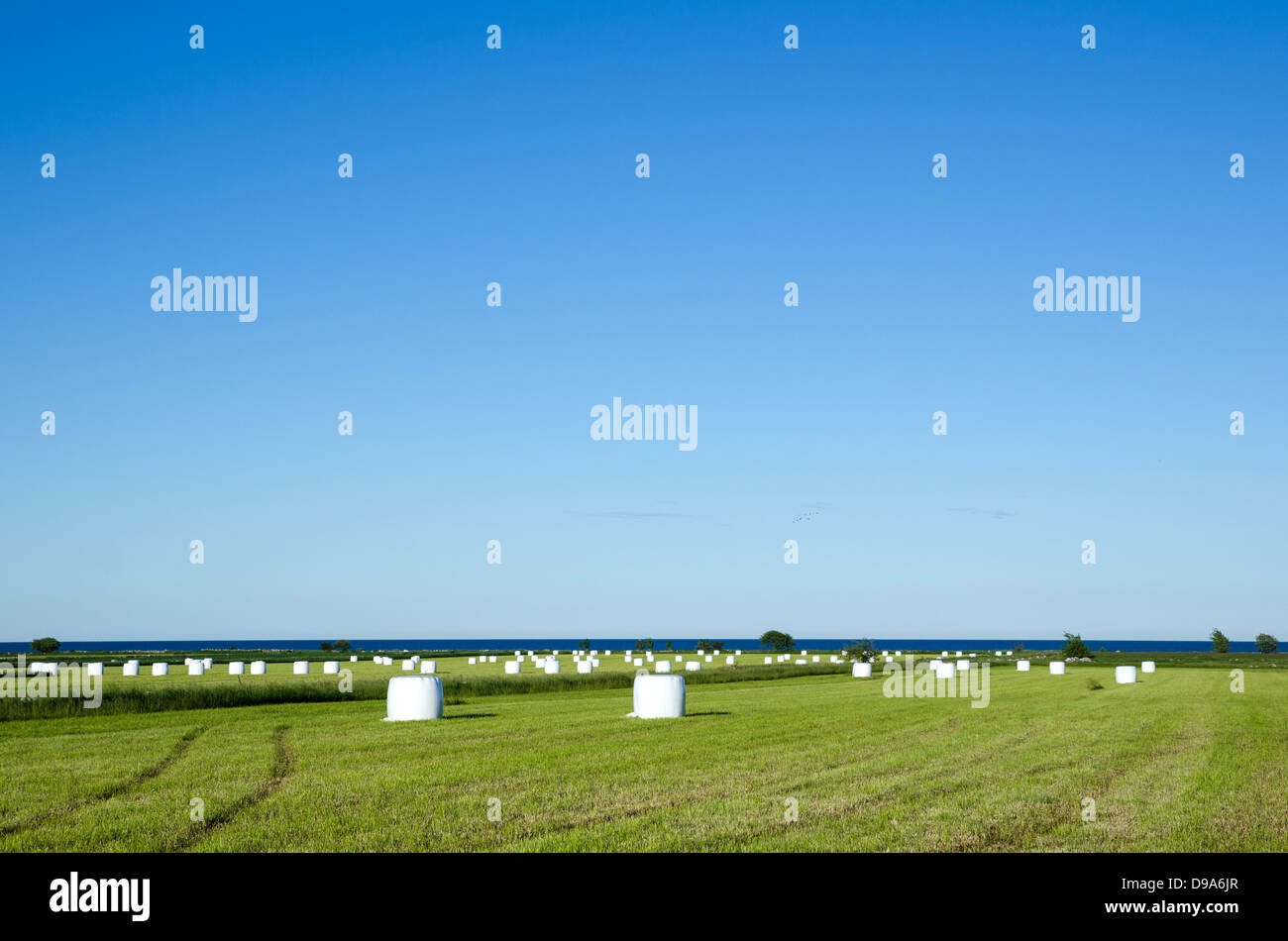 Wrapped haybales in a field by the coast of Baltic sea. From the island Oland in Sweden. Stock Photo