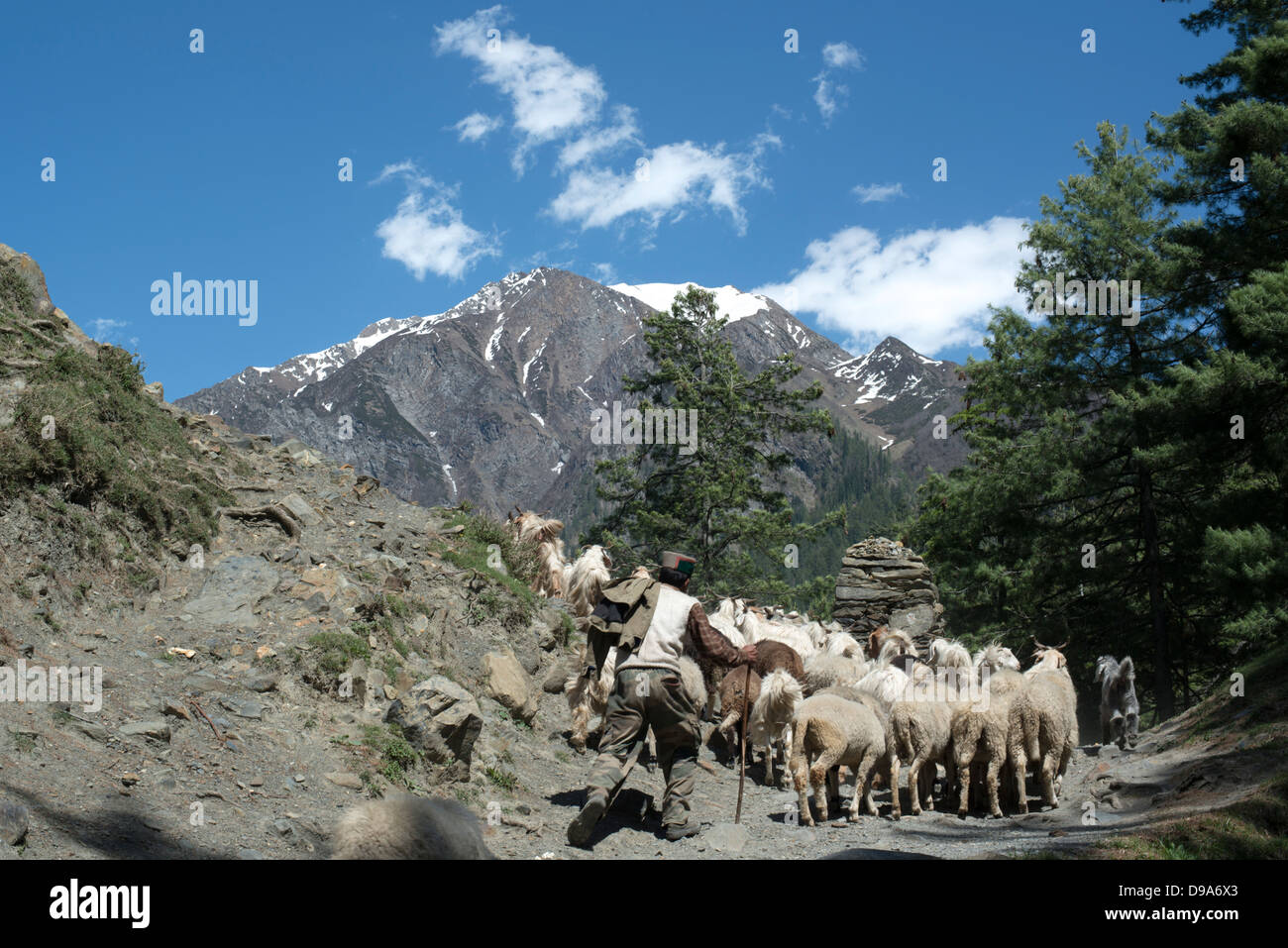 A Gaddi tribesman leads his flock of goats to the high pastures of the Himalayan Budhil valley in Himachal Pradesh, India Stock Photo