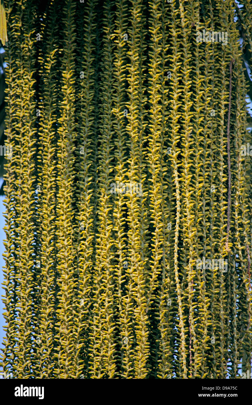 Fish tail Palm flower, Caryota urens, Arecaceae Stock Photo