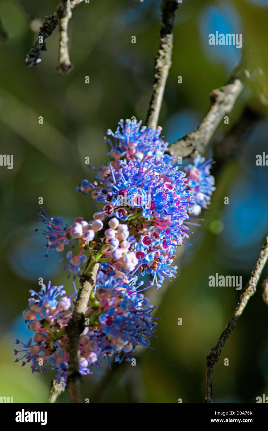 Delek air tree, Ironwood tree, Memecylon umbellatum Stock Photo