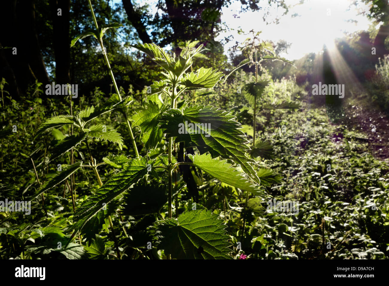 Stinging nettle Urtica dioica in wood Stock Photo