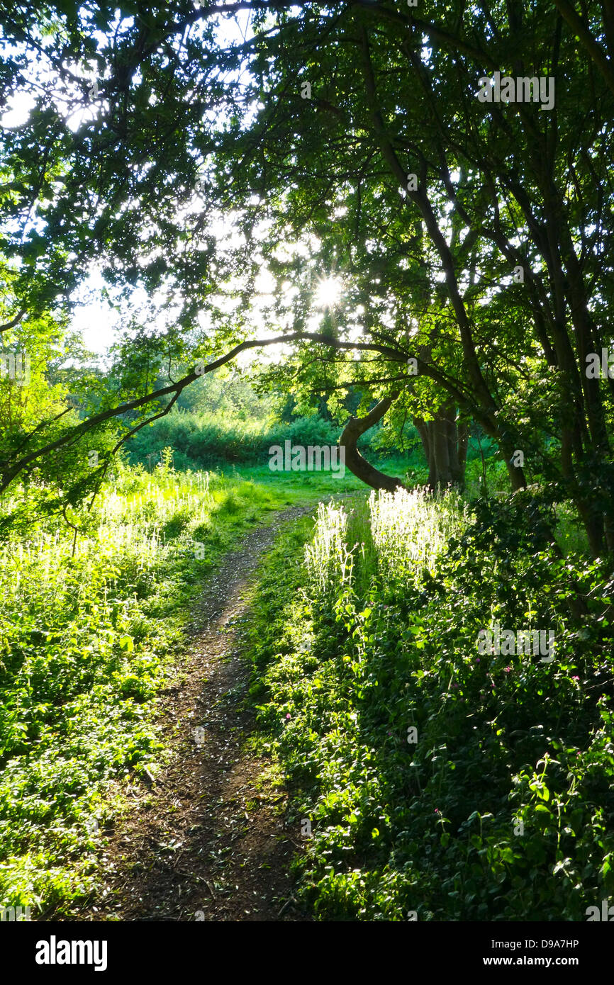 Sunlight woodland path Stock Photo