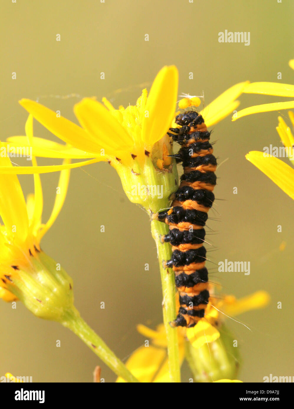European yellow & black Cinnabar Moth (Tyria jacobaeae) caterpillar Stock Photo Alamy