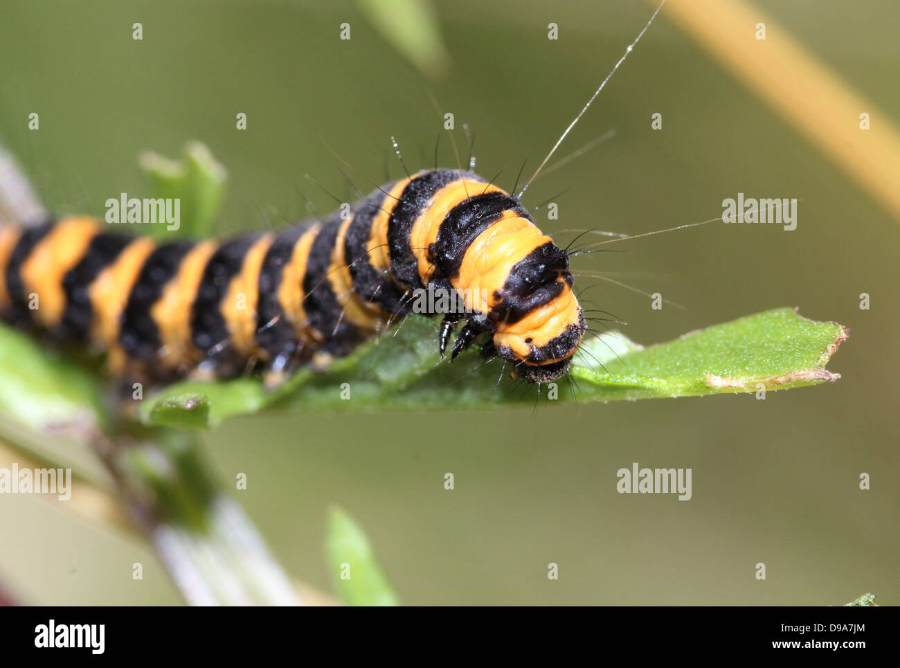 European yellow & black Cinnabar Moth (Tyria jacobaeae) caterpillar). Stock Photo