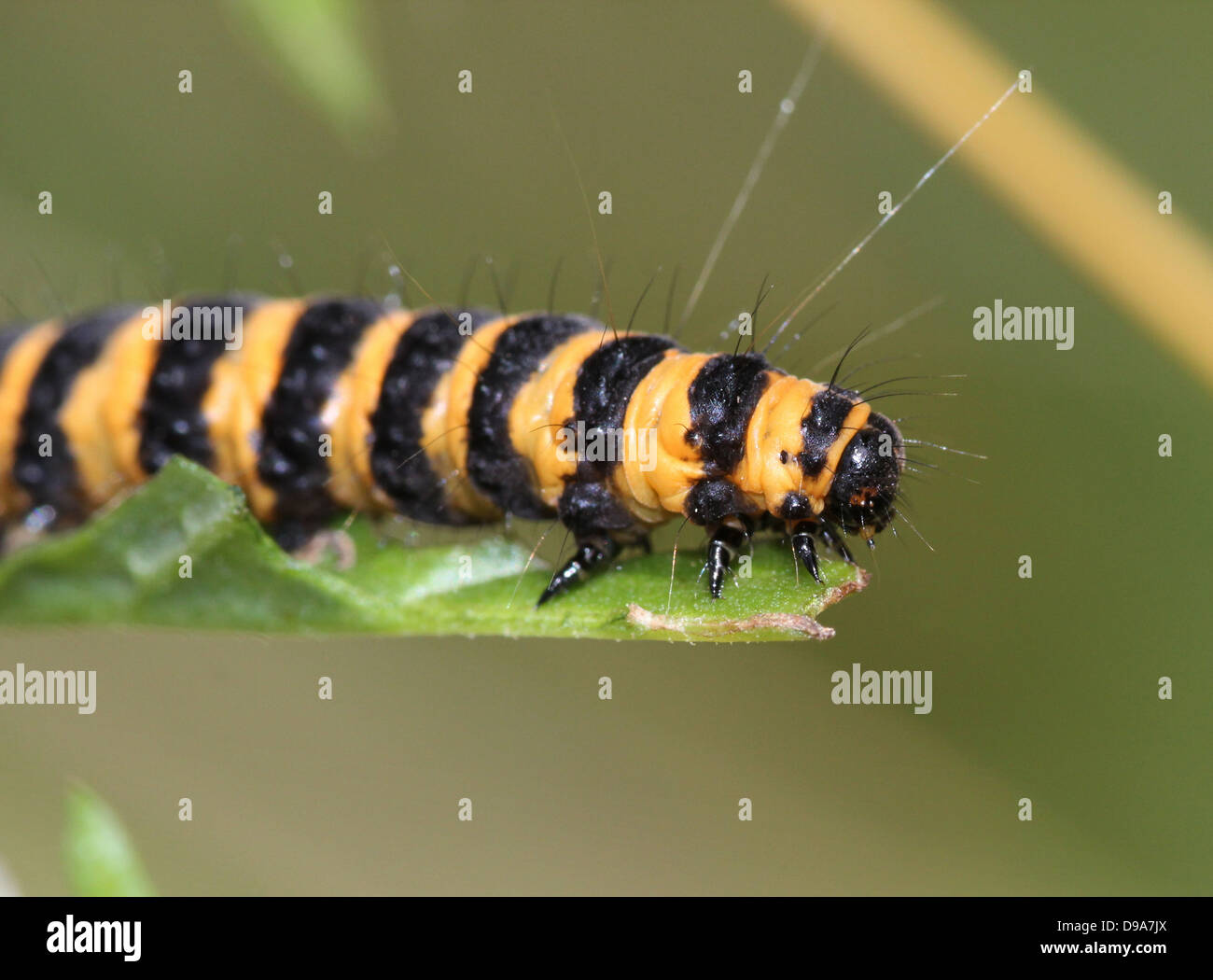 European yellow & black Cinnabar Moth (Tyria jacobaeae) caterpillar Stock Photo Alamy