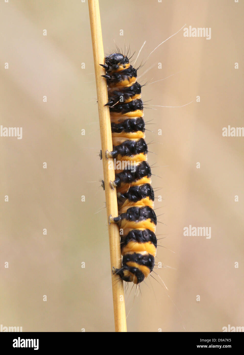 European yellow & black Cinnabar Moth (Tyria jacobaeae) caterpillar Stock Photo Alamy