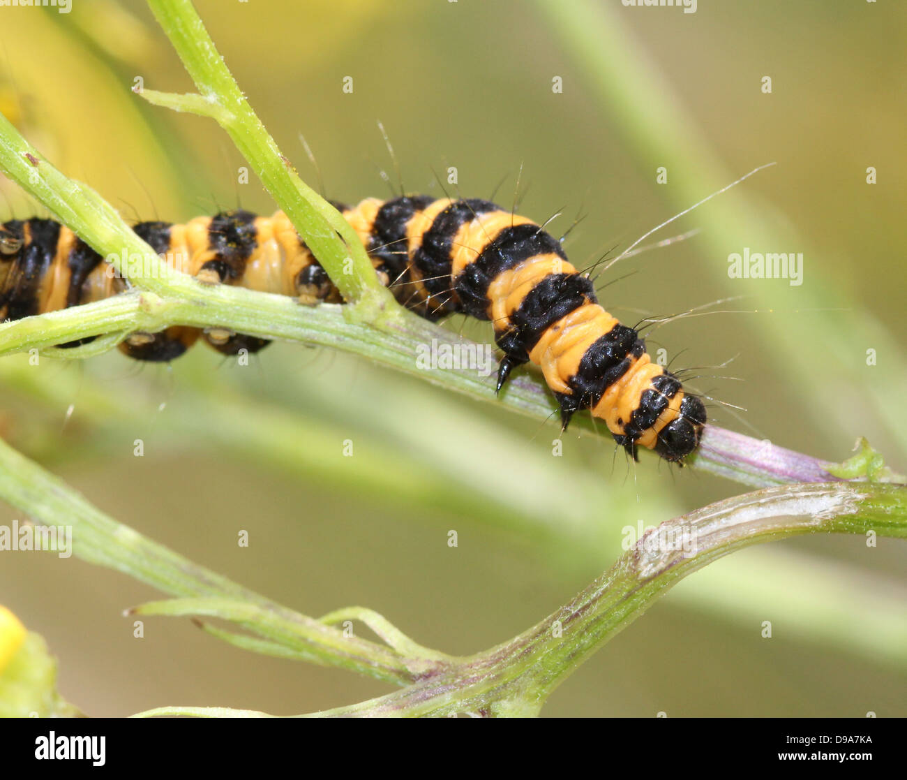 European yellow & black Cinnabar Moth (Tyria jacobaeae) caterpillar). Stock Photo