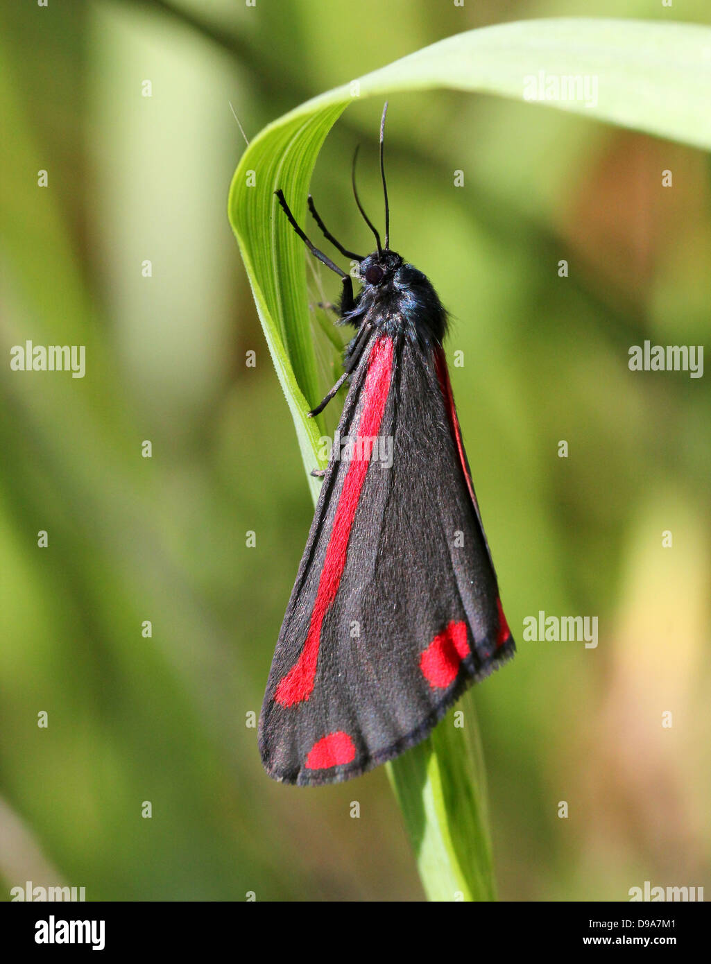 Detailed macro of a Cinnabar Moth (Tyria jacobaeae) with wings closed (series of 28 images) Stock Photo