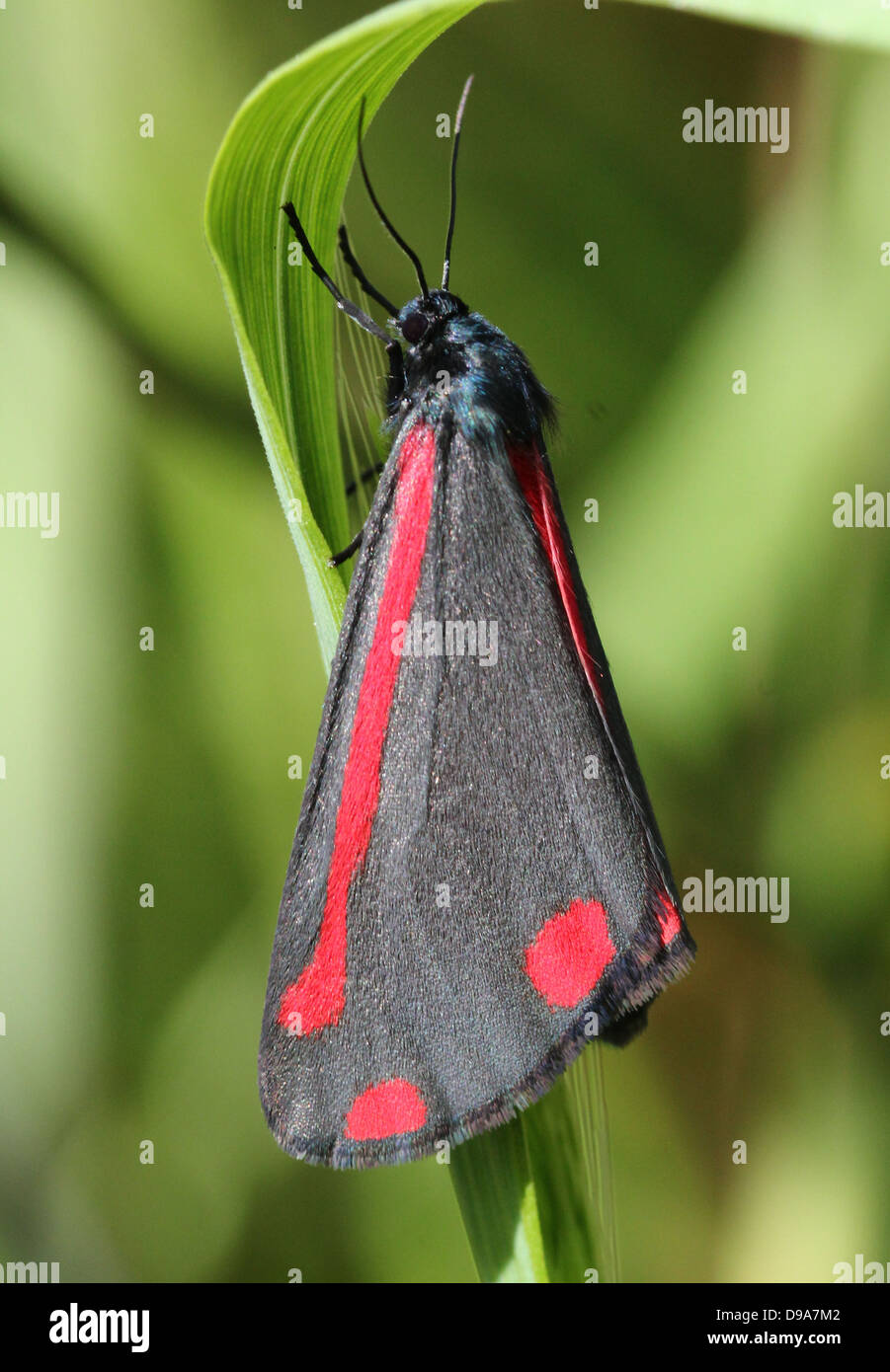 Detailed macro of a Cinnabar Moth (Tyria jacobaeae) with wings closed (series of 28 images) Stock Photo
