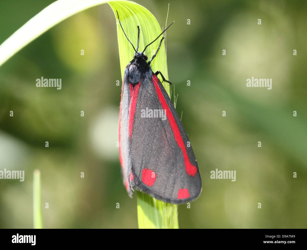 Detailed macro of a Cinnabar Moth (Tyria jacobaeae) with wings closed (series of 28 images) Stock Photo