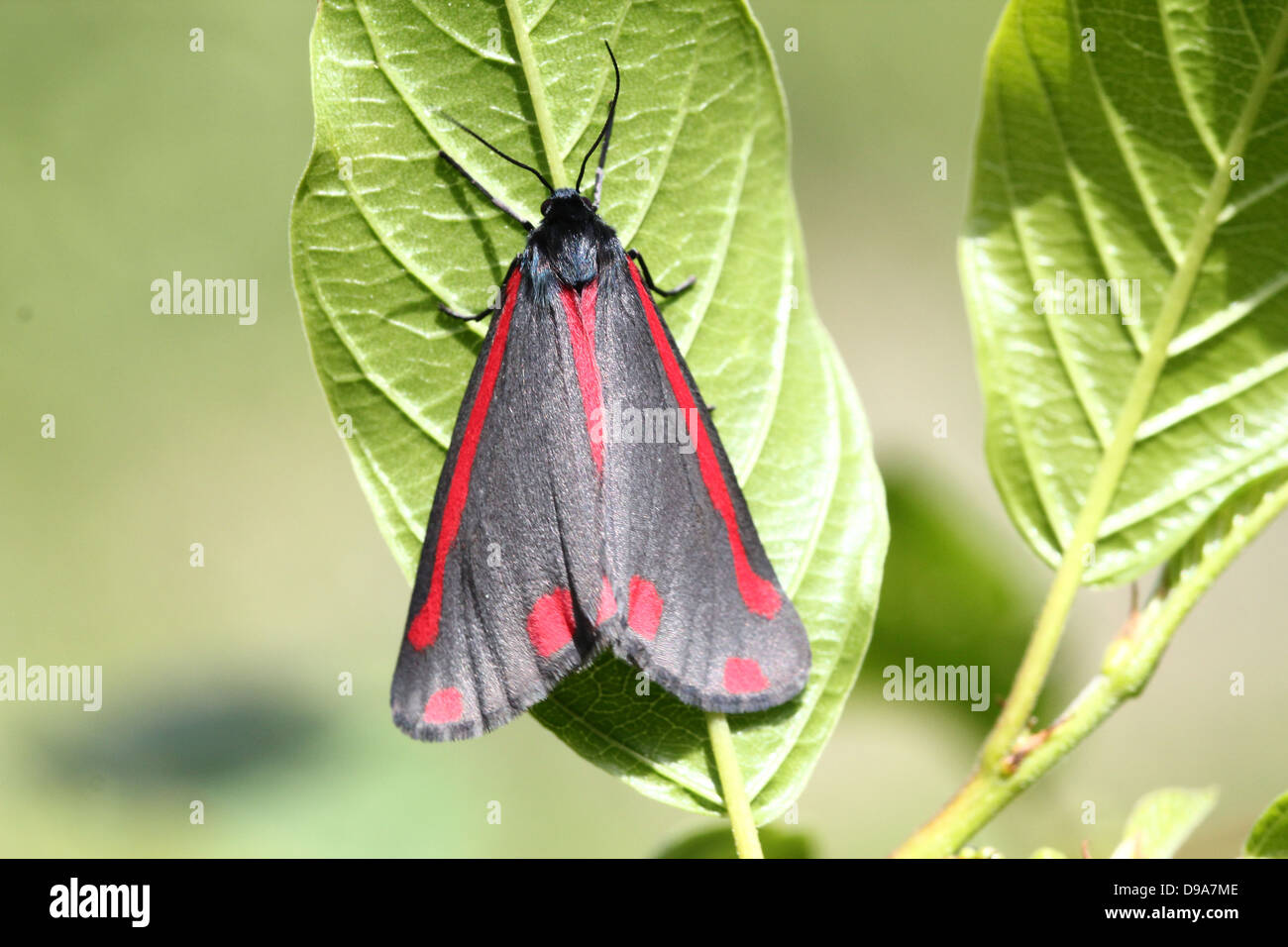 Detailed macro of a Cinnabar Moth (Tyria jacobaeae) with wings closed (series of 28 images) Stock Photo