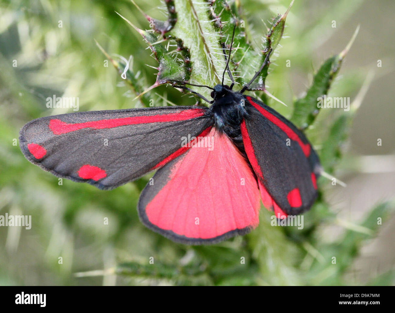 Cinnabar Moth Hi res Stock Photography And Images Alamy Cinnabar Moth Hi res Stock Photography And Images Alamy