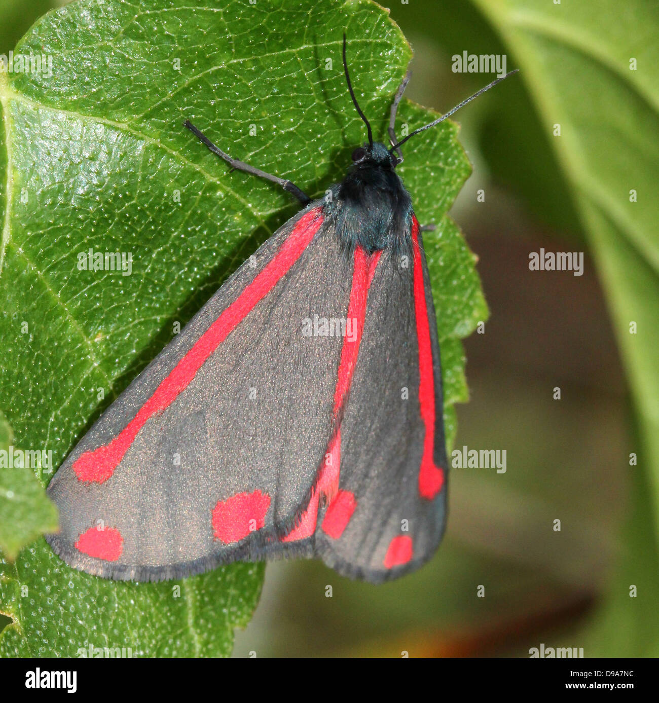 Detailed macro of a Cinnabar Moth (Tyria jacobaeae) with wings closed (series of 28 images) Stock Photo