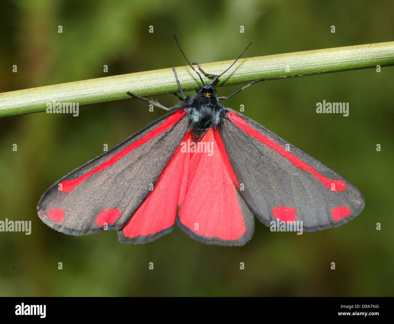 Detailed macro of a Cinnabar Moth (Tyria jacobaeae) with wings spread open, showing the red inner wings (series of 28 images) Stock Photo