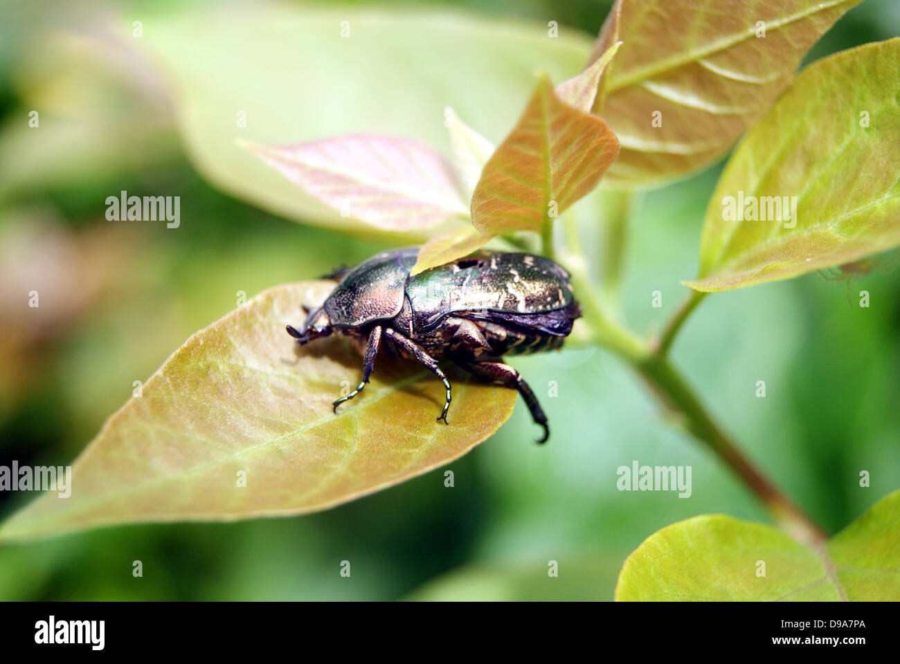 A black scale insects hires stock photography and images Alamy