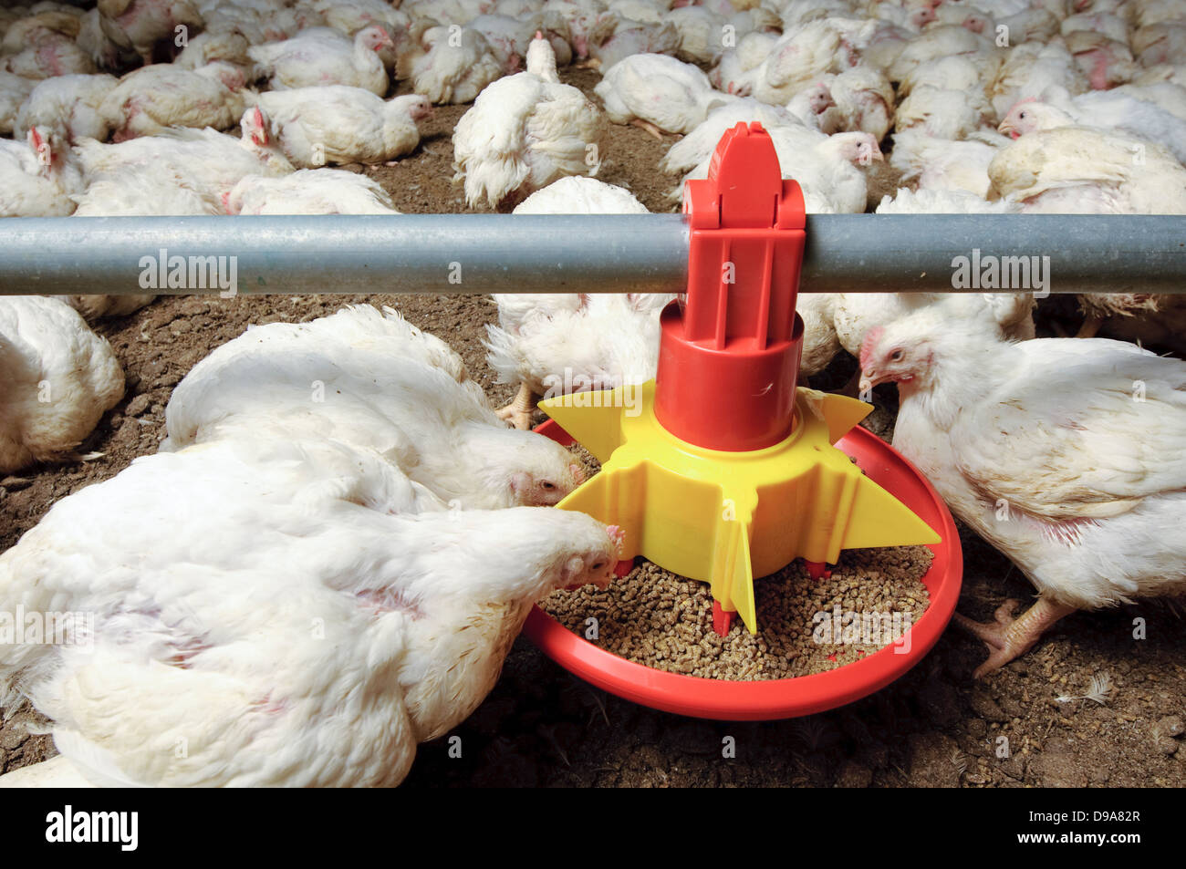 Chickens eating from a feeding trough in a chicken coop ...