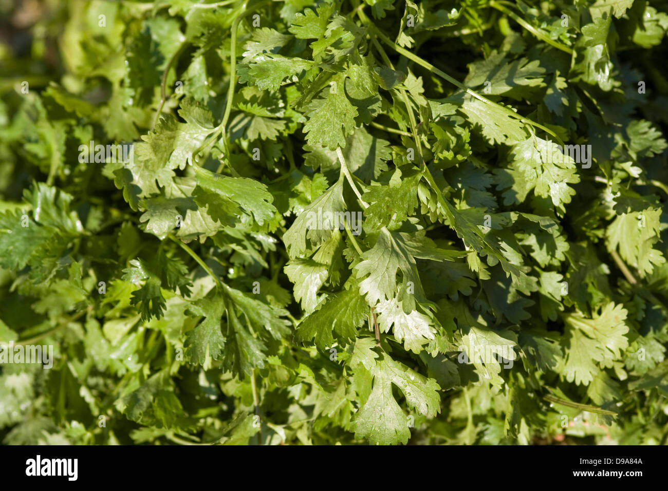 Asia, India, Karnataka, Madikeri, fresh coriander Stock Photo