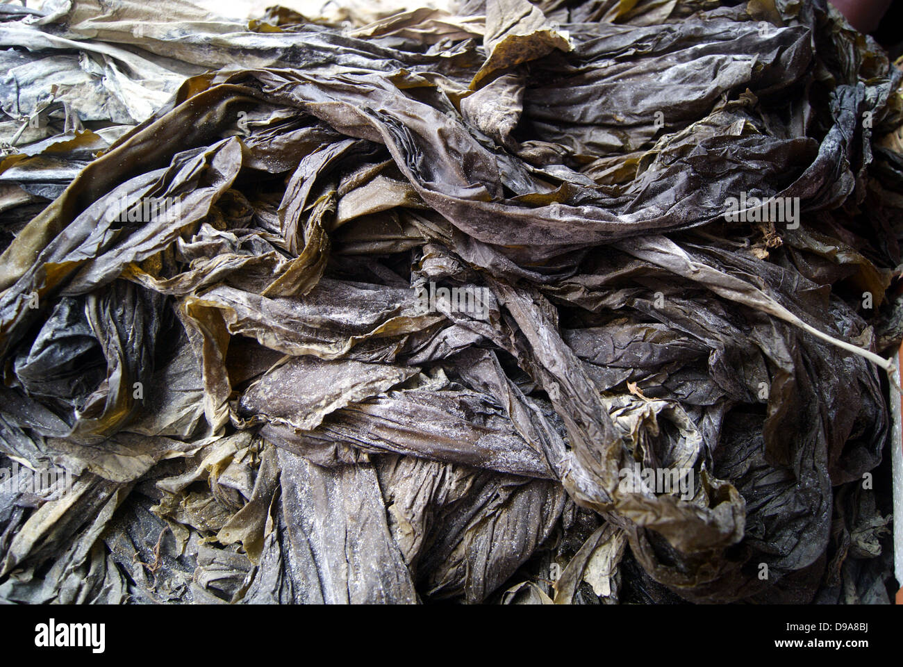 A pile of kelp, at a farmers' market. Stock Photo