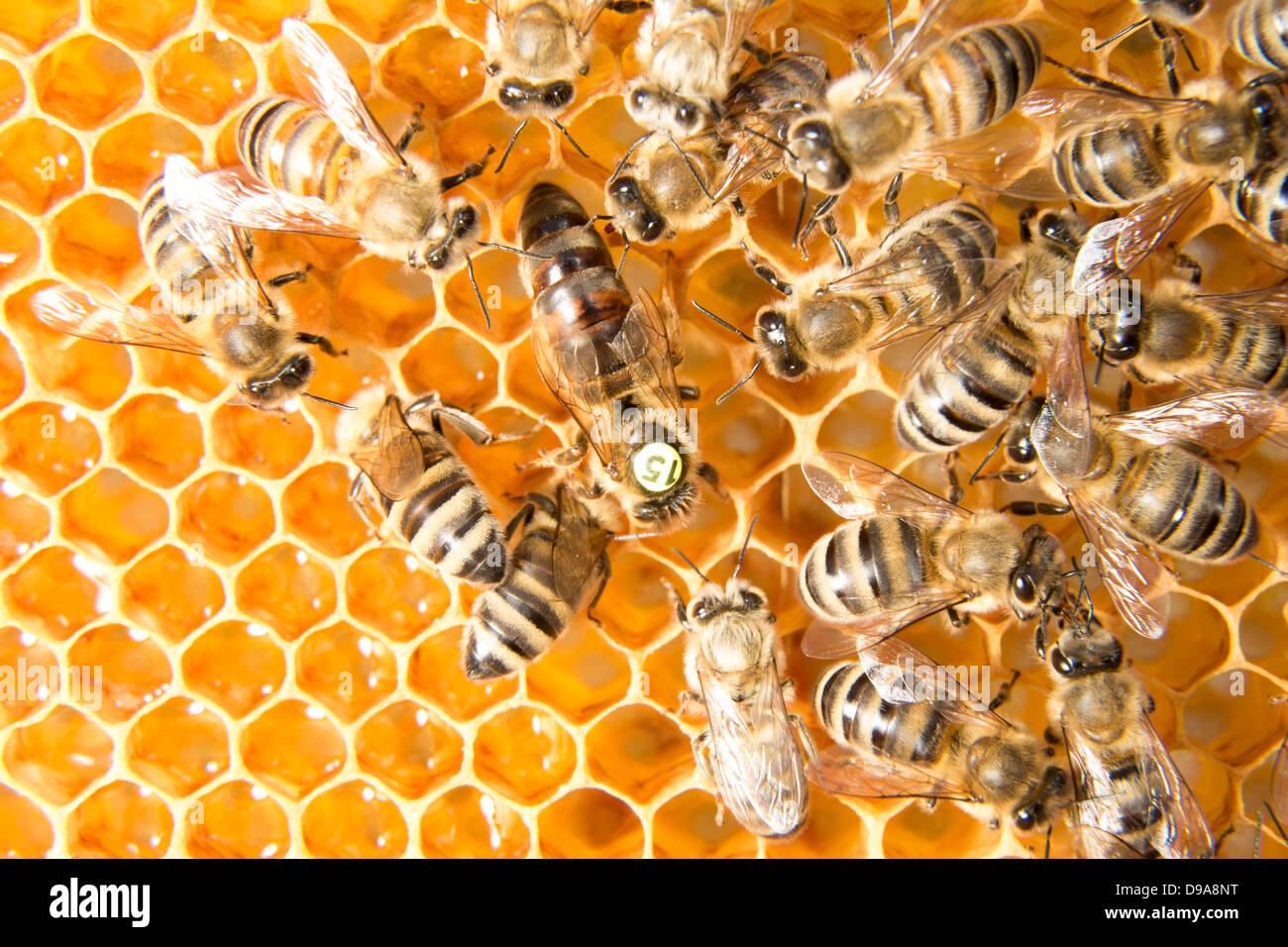 Queen bee in a beehive laying eggs supported by worker bees Stock Photo