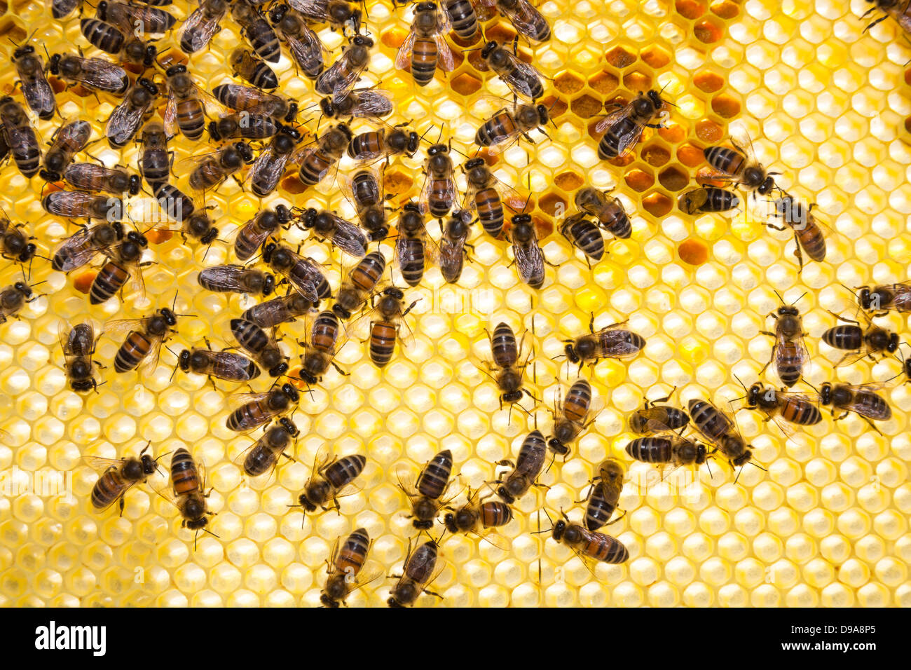Bees on honeycomb in beehive working and collecting pollen and honey ...