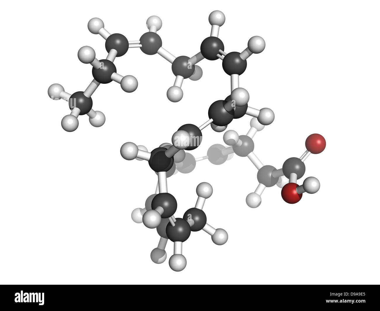 Omega3 fatty acid docosahexaenoic acid, DHA, molecular model. Atoms