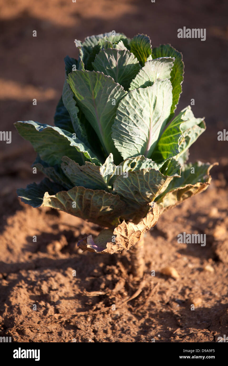 Cabbage Growing in field Stock Photo