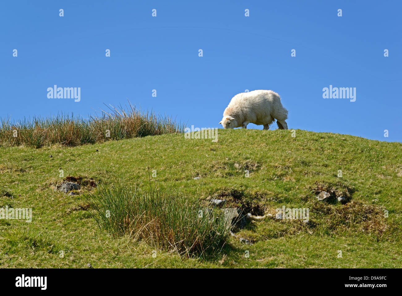 Sheep grazing on open moorland Stock Photo