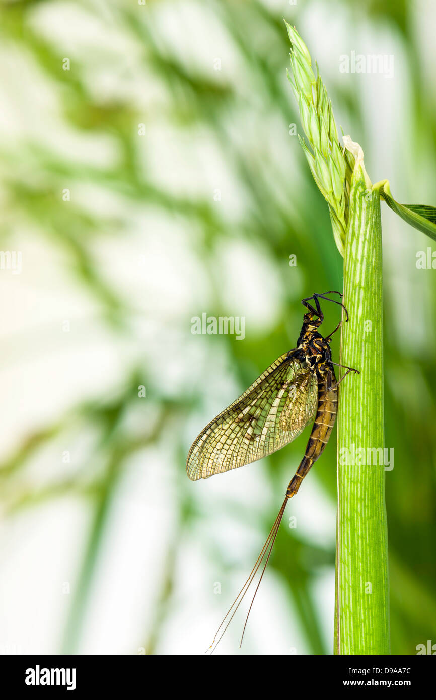 Mayfly (Ephemera danica) Stock Photo