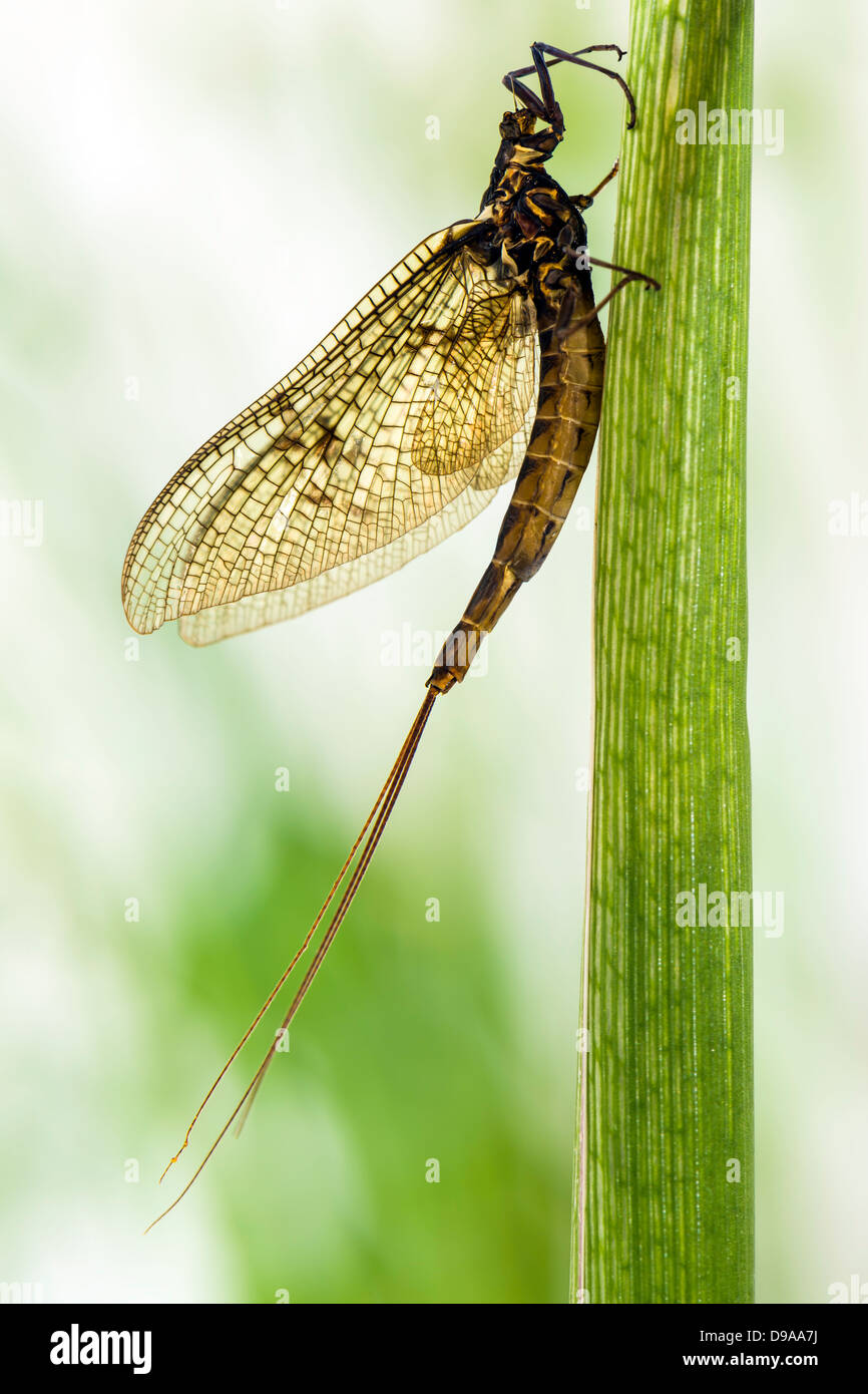 Mayfly (Ephemera danica) Stock Photo