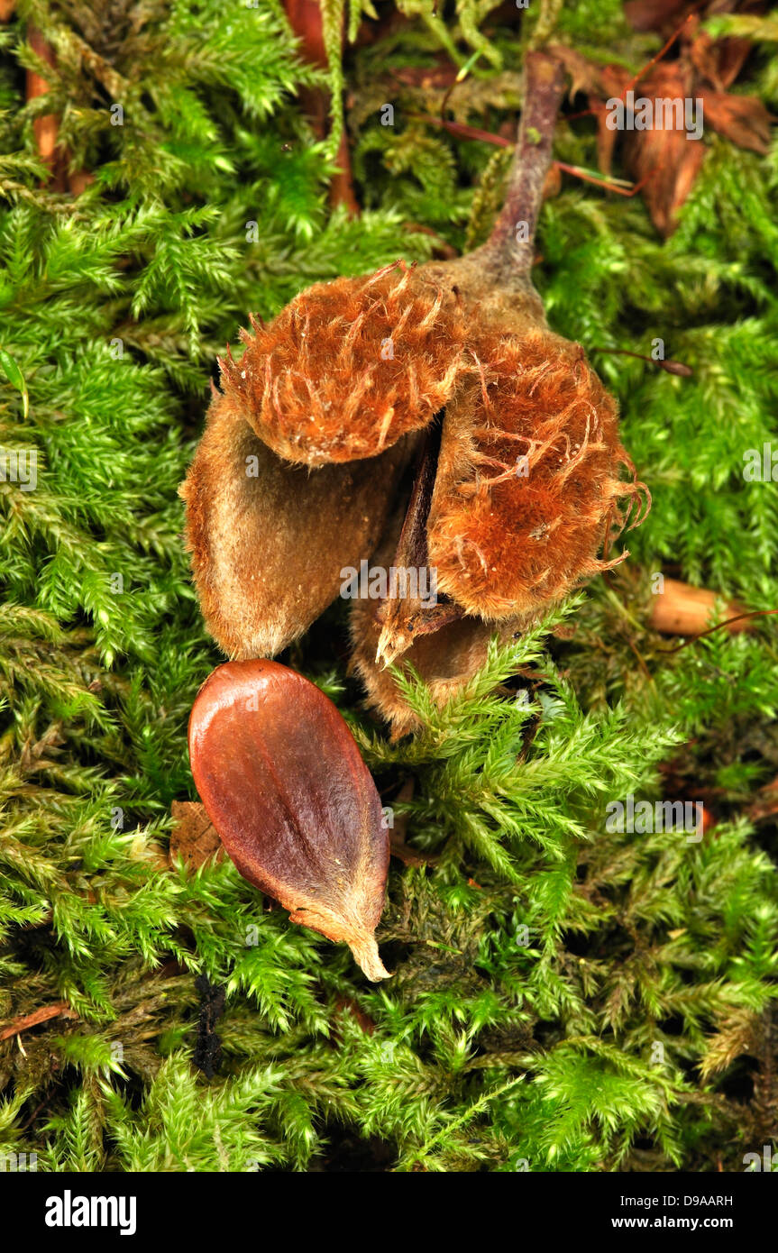 Beech nut on a mossy log Stock Photo