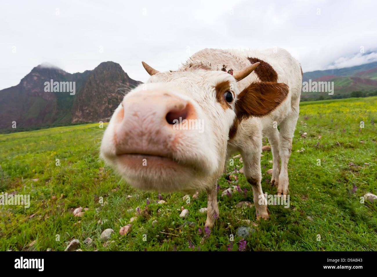 Funny cow looking at a camera Wall Mural Wallpaper