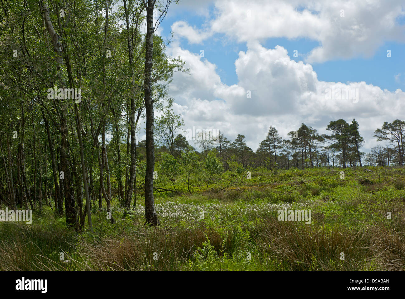 Nichols Moss, a Cumbria Wildlife Trust nature reserve near Witherslack